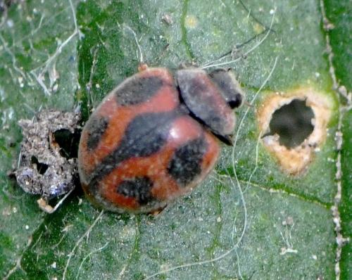 Novius cardinalis